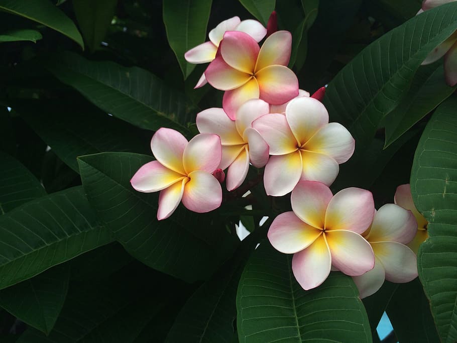 closeup photo of pink-and-white plumeria, frangipani, holiday, HD wallpaper