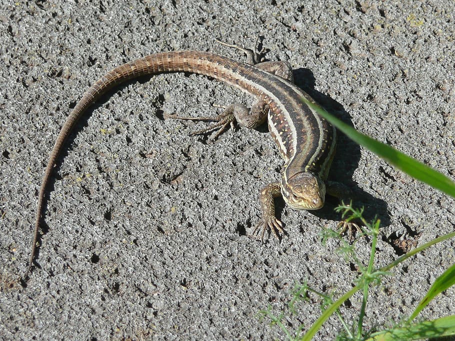 lizard, stripes, reptile, rock, animals, animal themes, animal wildlife HD wallpaper