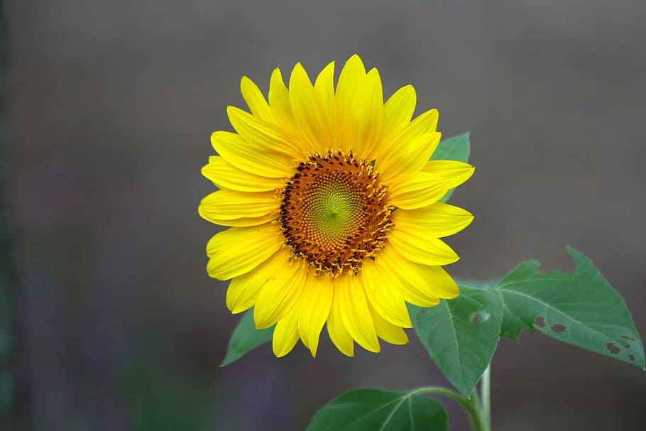 shallow focus photo of sunflower, nature, plants, summer, leaf HD wallpaper