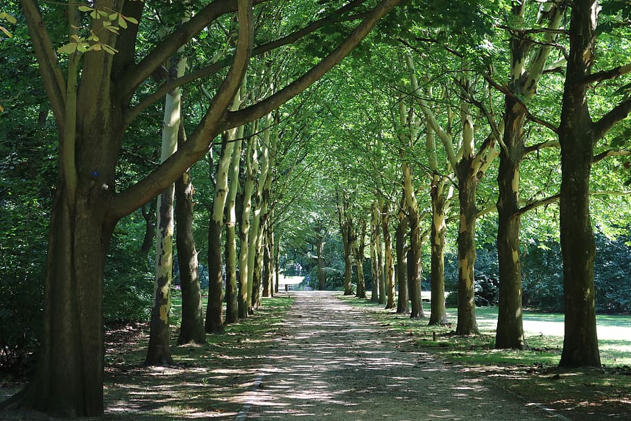 berlin, trees, forrest, plant, the way forward, direction, treelined HD wallpaper