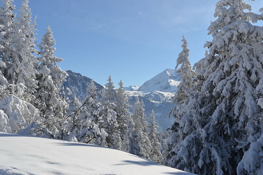 fir, snow, white, mountain, snowy, landscape, winter, cold temperature HD wallpaper
