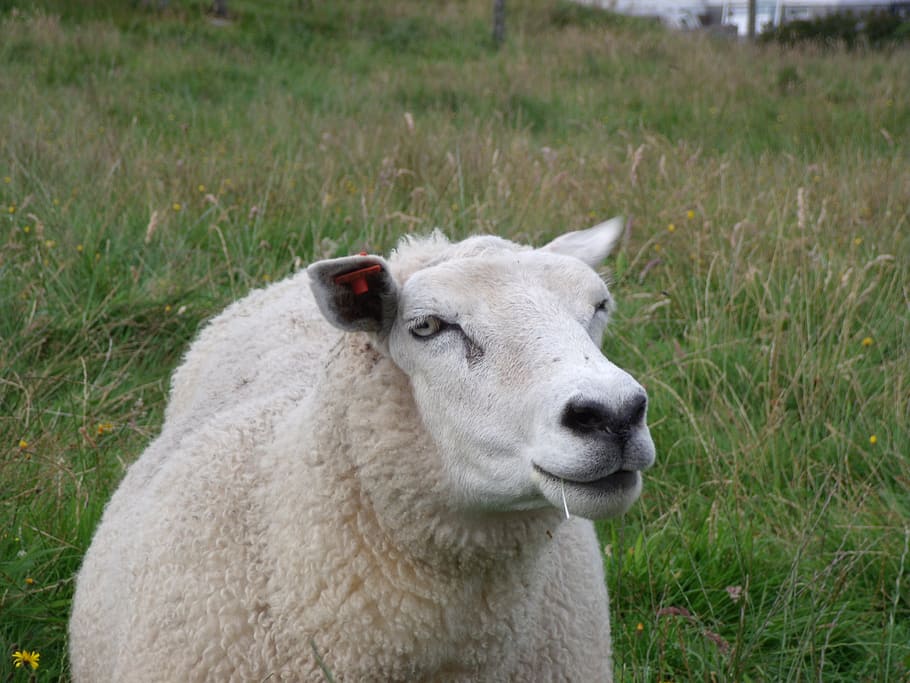 sheep, norway, prato, farm, wool, animal, agriculture, livestock HD wallpaper