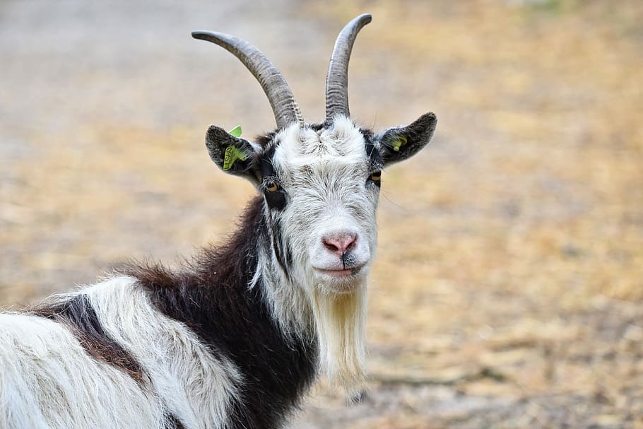 shallow focus photography of goat, domestic goat, nanny goat, HD wallpaper