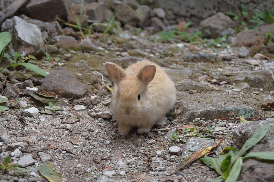 brown rabbit on ground, Animals, Bunnies, Rabbits, baby, funny, HD wallpaper