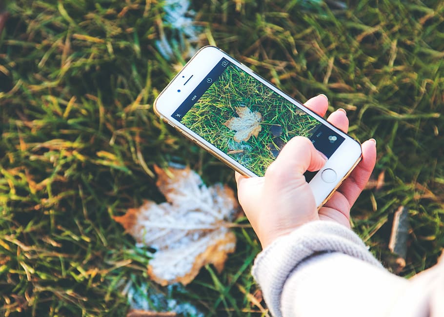 person holding gold iPhone 6, person taking a photograph of maple leaf on green grass with gold iPhone 6 HD wallpaper