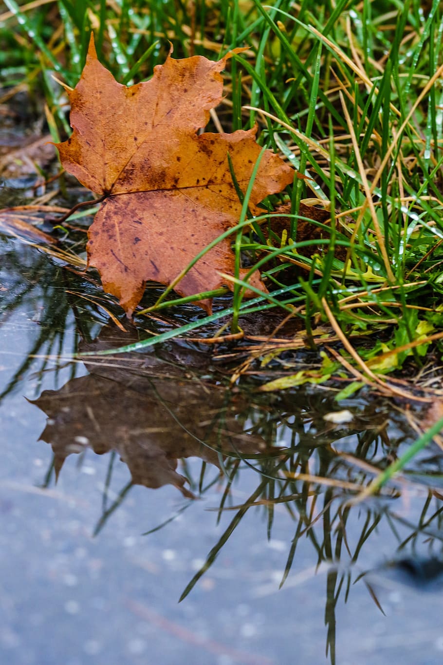 leaf, autumn, puddle, nature, reflection, plant, water, no people HD wallpaper