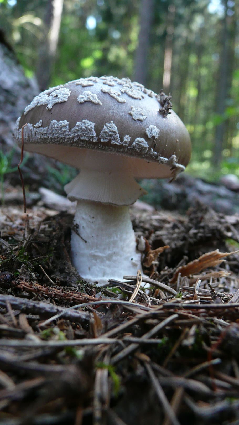 Toadstool, Background, Nature, Mushroom, macro, season, toxic HD wallpaper
