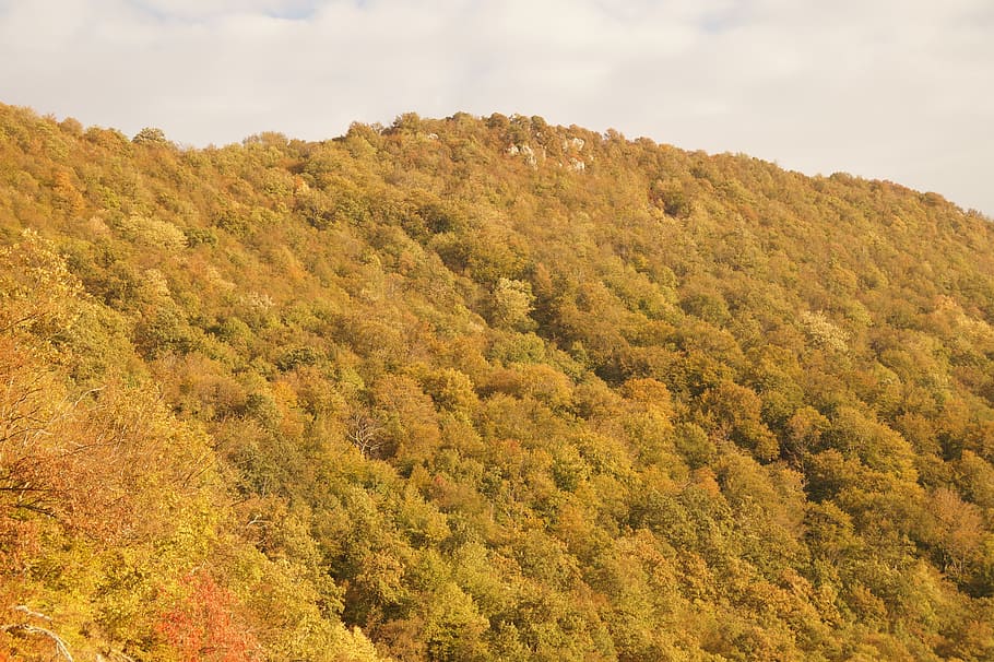 autumn, mountain, forest, trees, leaves, landscape, vegetation HD wallpaper