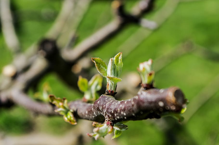 bud, small leaf, tree, plant, growth, nature, spring flowers HD wallpaper