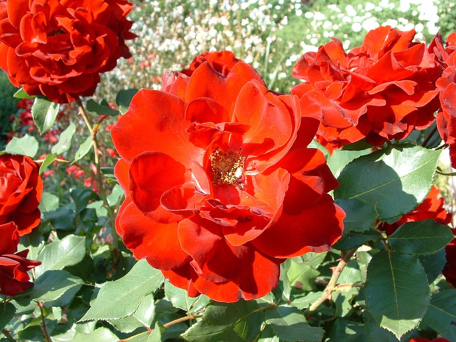 rose, flower, red rose, flowering plant, fragility, vulnerability HD wallpaper