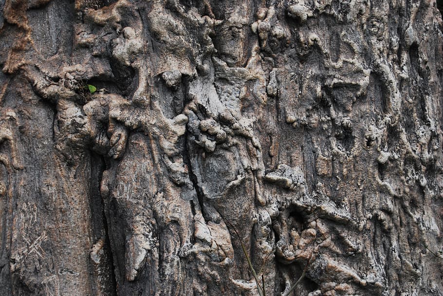 tree, desktop, bark, pattern, old, wood, rough, nature, abstract HD wallpaper