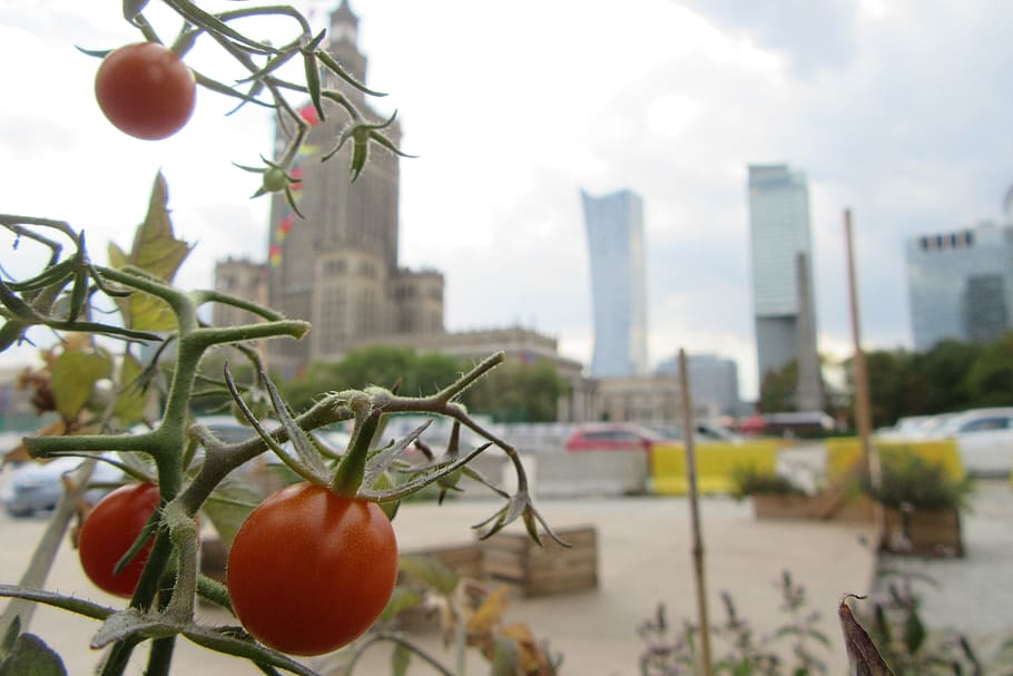tomato, warsaw, composition, architecture, building exterior HD wallpaper