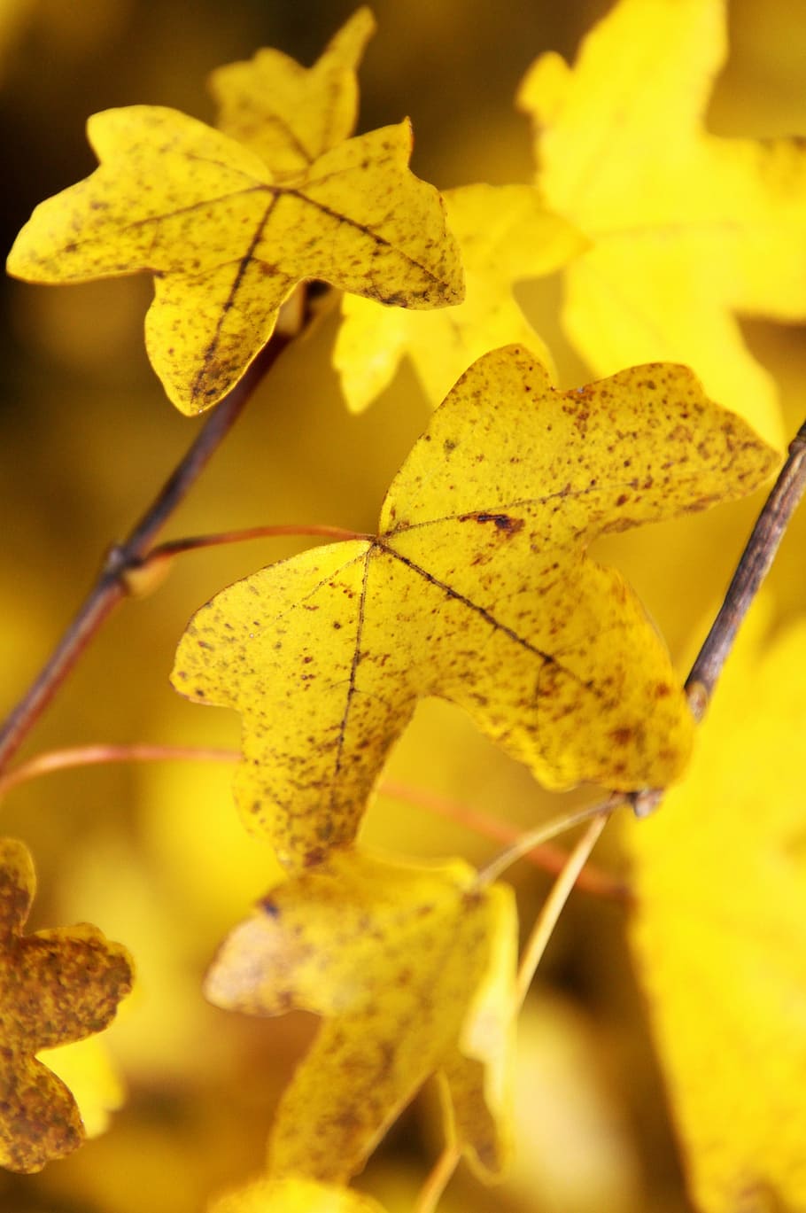 Maple, Leaf, Yellow, Fall, Nature, close-up, no people, focus on foreground HD wallpaper