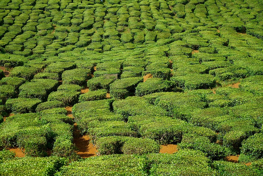 tea, field, tiny tree, nature, leaves, landscape, background HD wallpaper