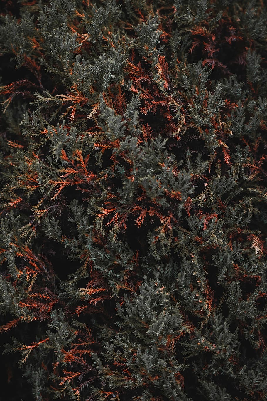 photo of green-and-orange leafed tree, top view photo of gray and brown leaf plant HD wallpaper