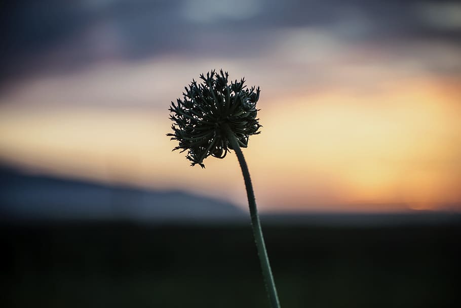 Sunset, Flower, Sky, Landscape, Nature, depth, tourism, contemplation HD wallpaper