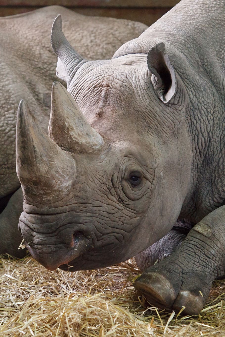 rhinoceros, African, Animal, black, dangerous, endangered, herbivore, HD wallpaper