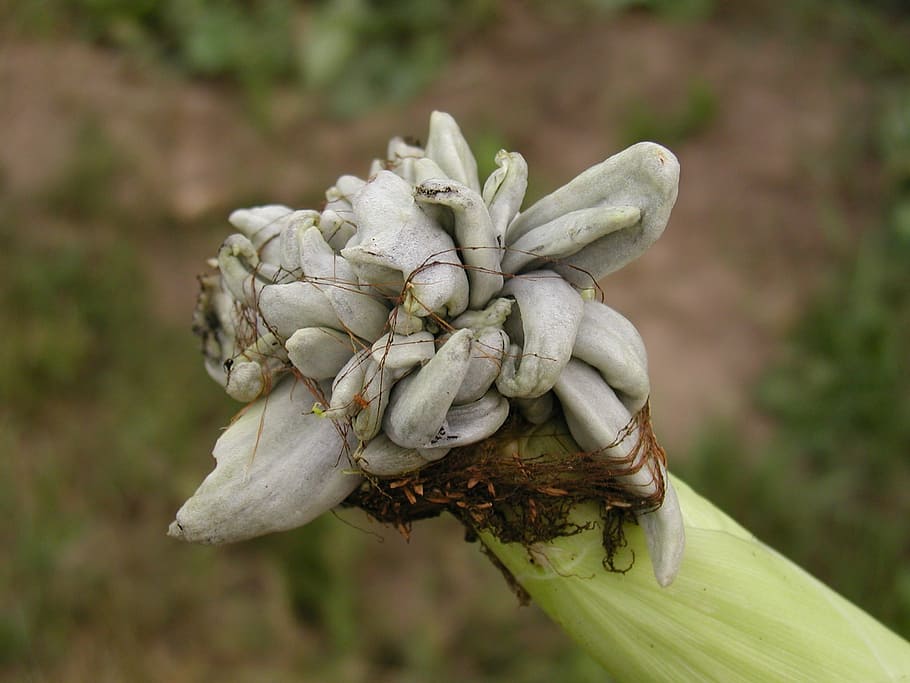 corn, neoplasm, plant, close-up, focus on foreground, nature HD wallpaper
