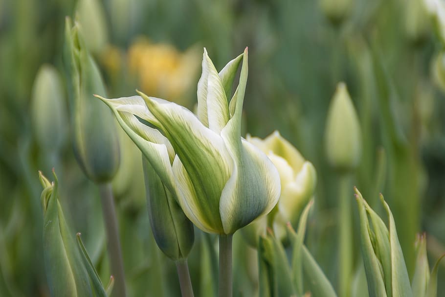 flowers, tulip, spring, nature, colorful, close, summer, plant HD wallpaper