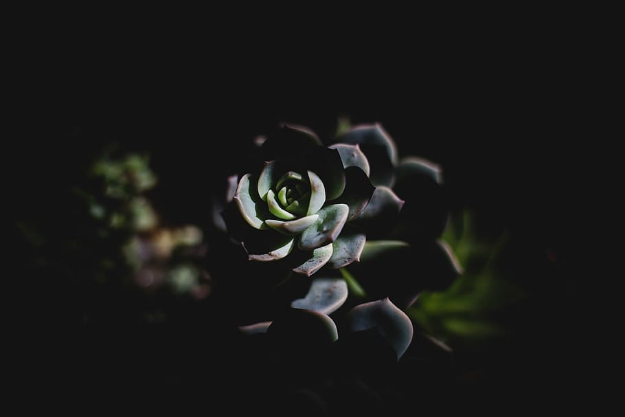 green succulent, dark, plant, leaf, flower, nature, blue, reflection HD wallpaper