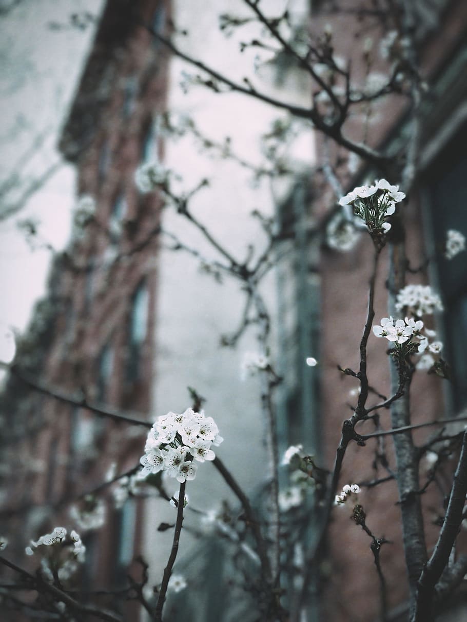 closeup photography of white petal flowers near brown building, selective focus photography of full-bloomed cherry blossom tree HD wallpaper