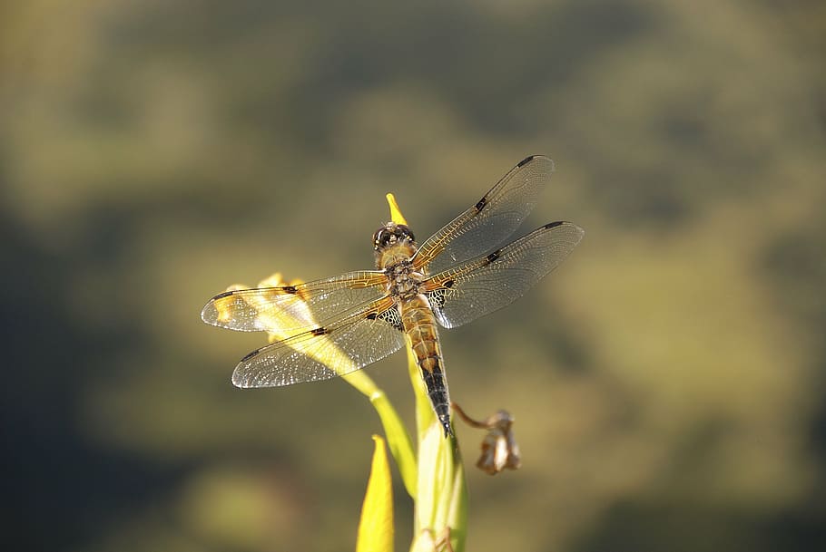 dragonfly, insect, close, nature, wing, flight insect, creature HD wallpaper