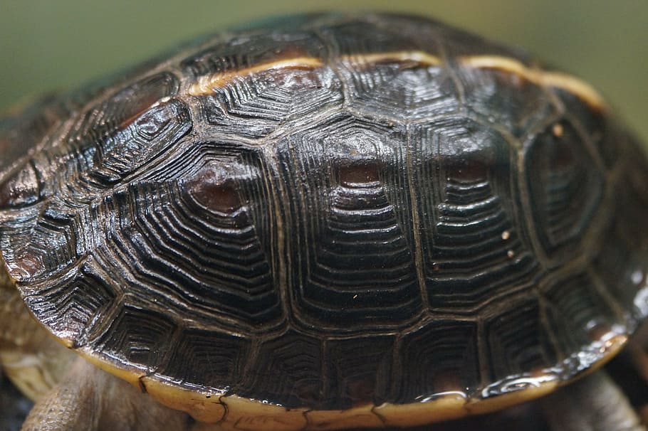tortoise shell, turtle, panzer, armored, pattern, structure HD wallpaper