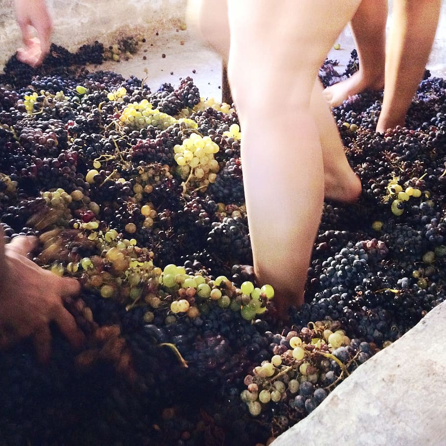 people stepping on grapes, Wine, Fruit, Vineyard, Drink, red, HD wallpaper