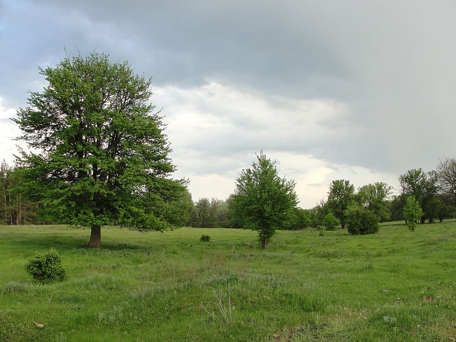 glade, trees, meadow, field, grass, landscape, rural scene HD wallpaper