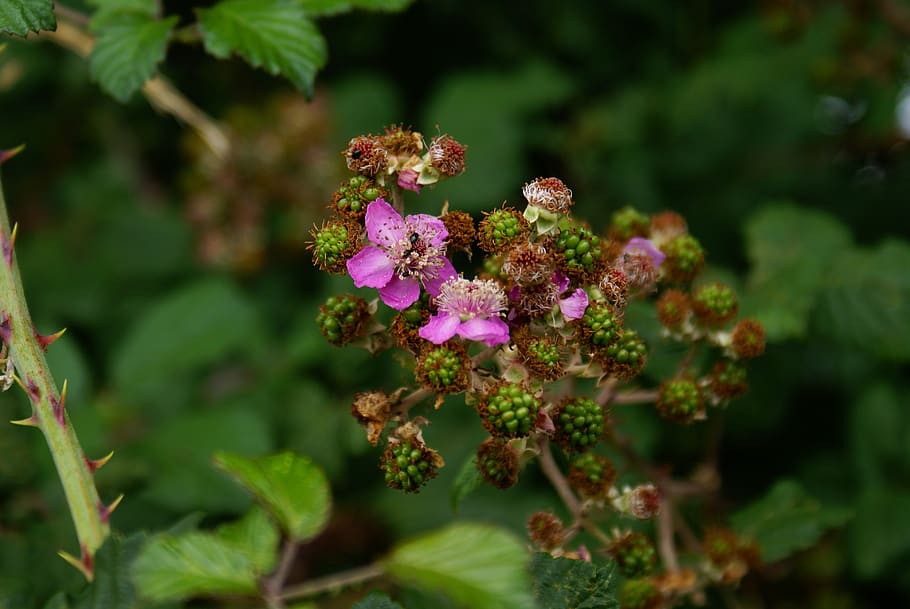 flower, nature, woods, flowering plant, freshness, growth, beauty in nature HD wallpaper