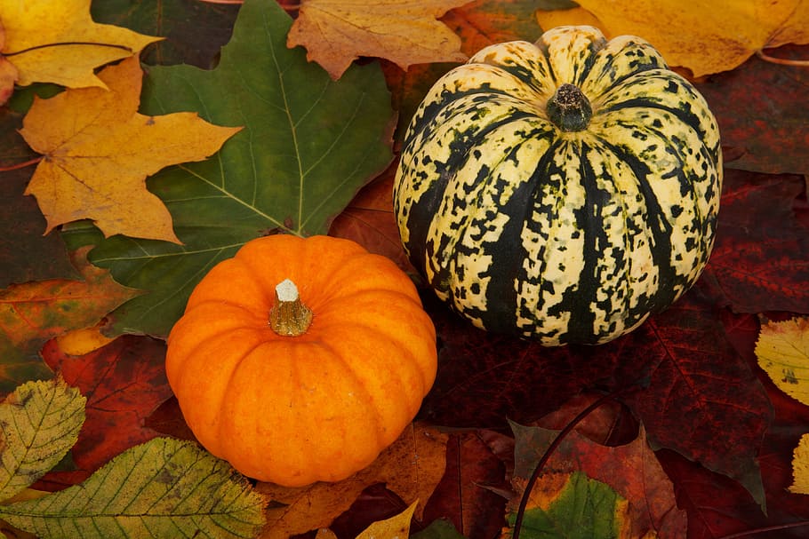 two pumpkins, autumn, colorful, decoration, fall, food, fresh, HD wallpaper