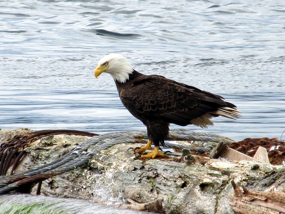 black and white eagle standing on trunk, bald eagle, sea eagle HD wallpaper
