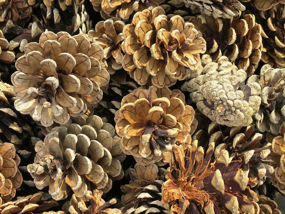 pine cones, conifer, tap, close, nature, scale, plant, seed cones HD wallpaper