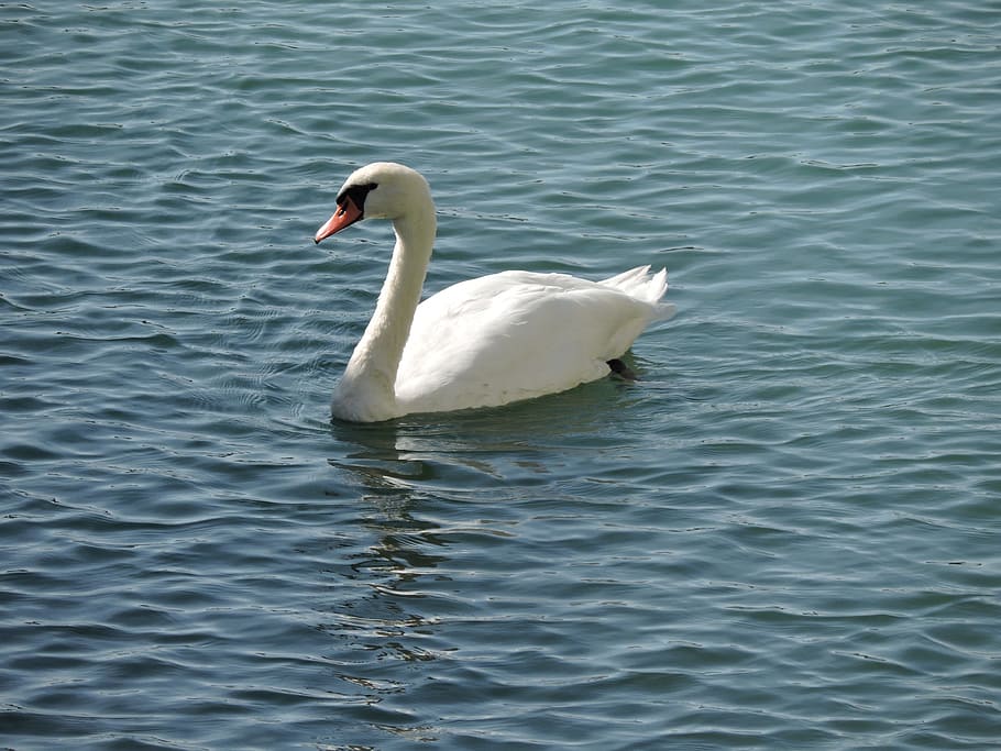 Duck, Animals, Lake, one animal, animals in the wild, animal themes HD wallpaper