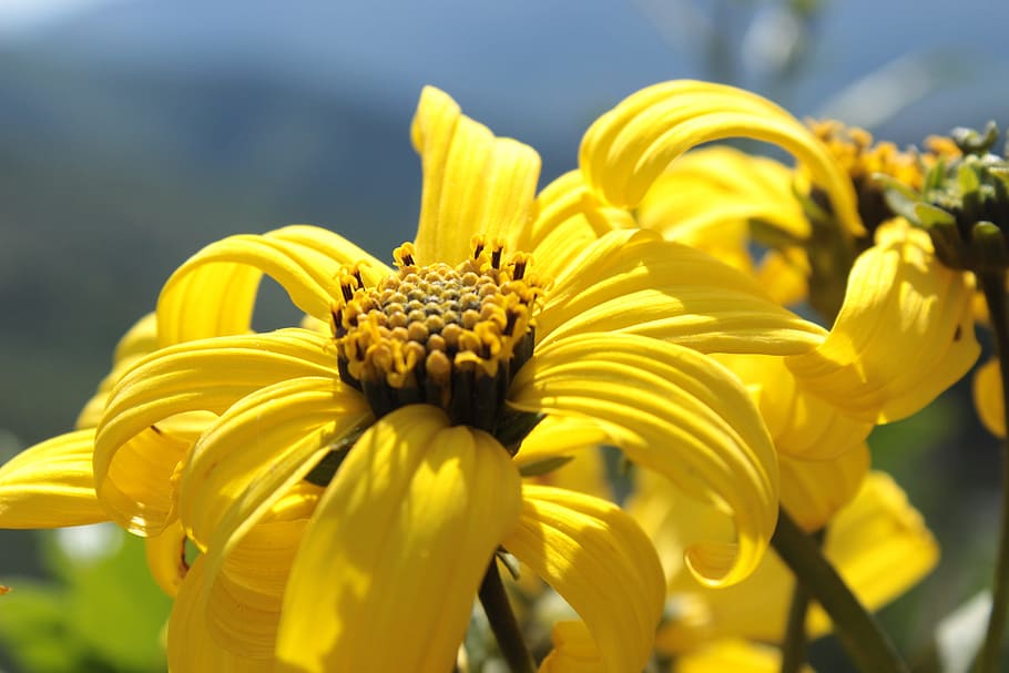 chile, hill, peñaflor, yellow, flower, flowering plant, fragility HD wallpaper