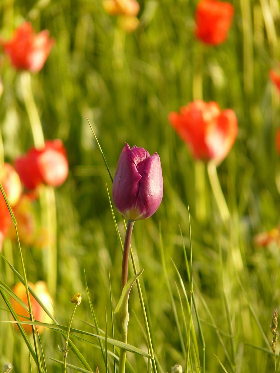 Tulip, Back Light, Evening Light, flower, blossom, bloom, plant HD wallpaper