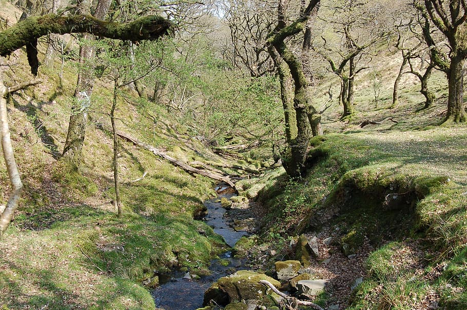 woodland, trees, stream, deciduous, exmoor, park, forest, green HD wallpaper