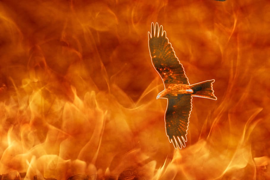 kite on fire, raptor, flames, bird, firebird, nature, animal themes HD wallpaper