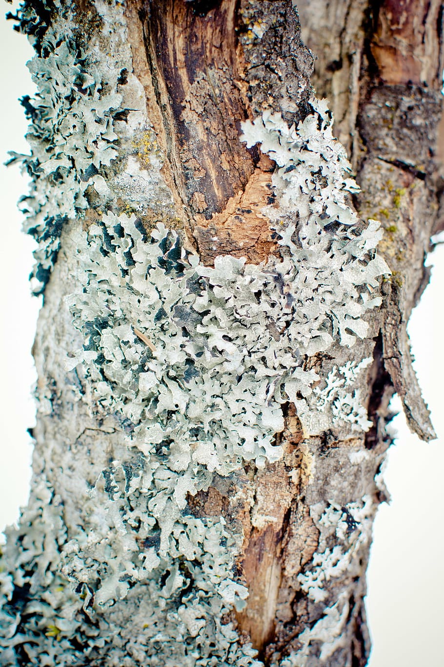 parmelia sulcata, lichen, leaf braid, tree braid, sulcatflechte HD wallpaper