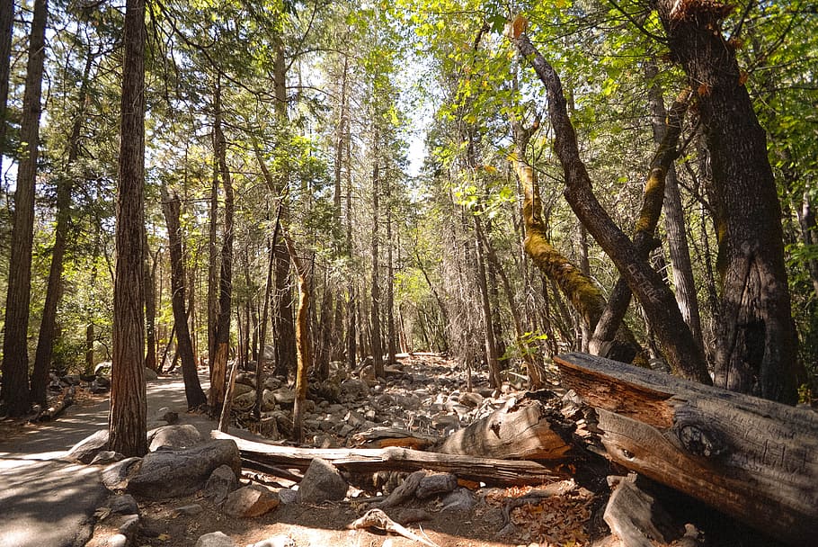 trees in forest during daytime, forest at daytime, brown, logs HD wallpaper