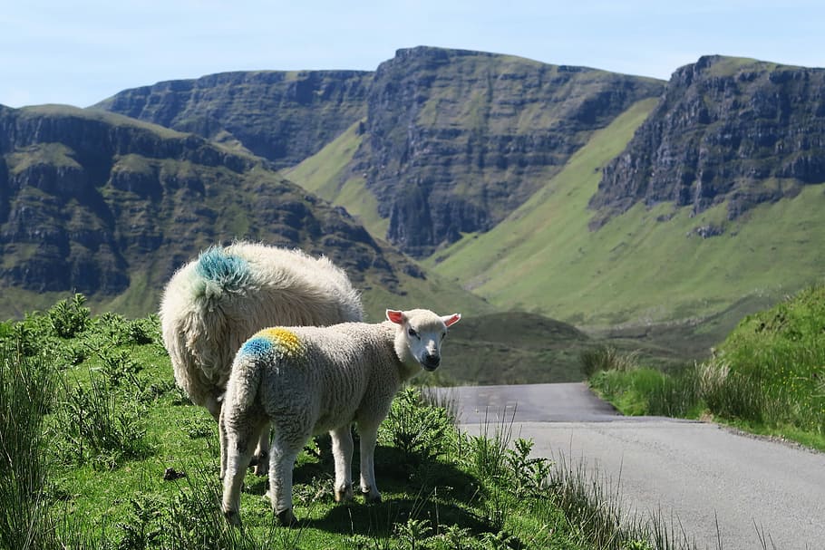 two white lambs, two white sheep near road, mountain, animal HD wallpaper