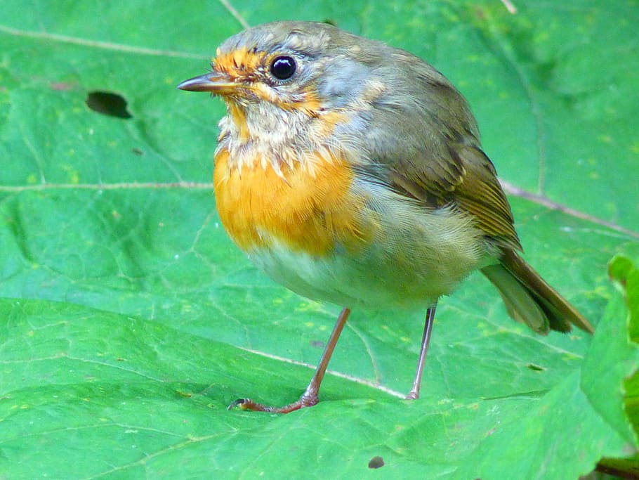 Bird, Robin, Fly, Young, Animal, erithacus rubecula, species HD wallpaper