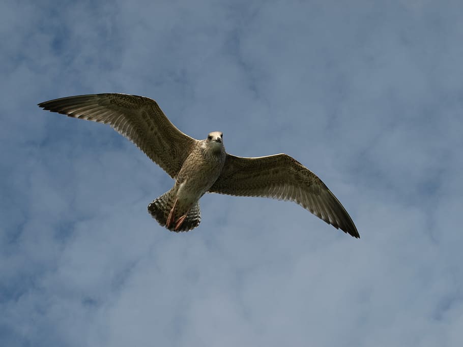 low angle view of flying bird, gull, seagull, wings, sky, animals in the wild HD wallpaper