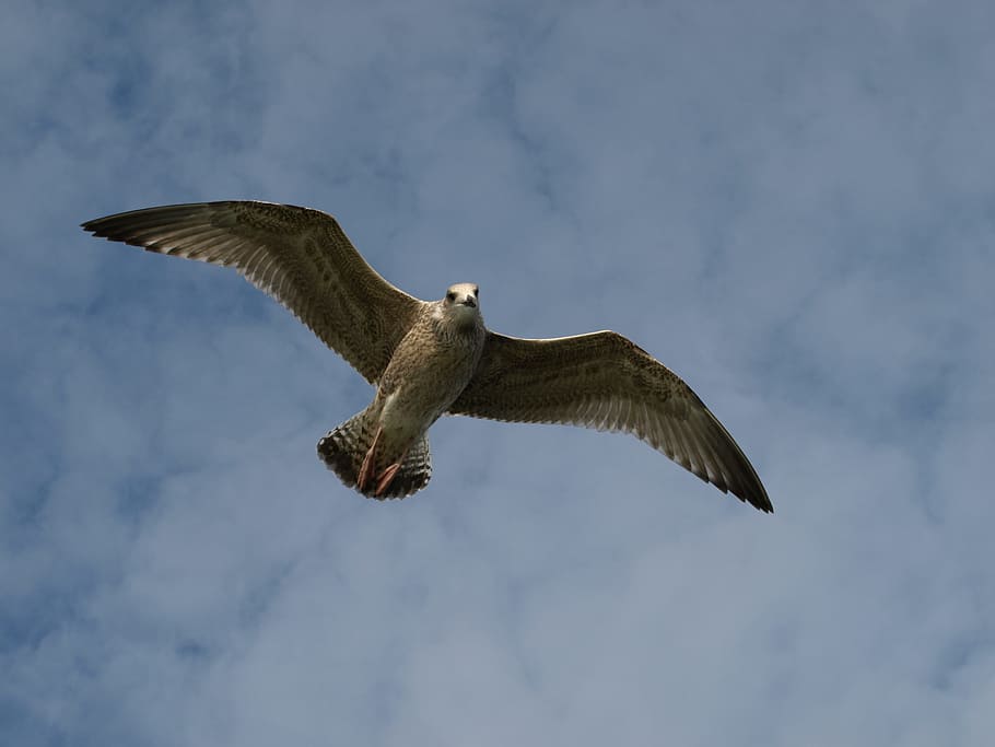 seagull, bird, sky, flying, animal, wildlife, flight, blue HD wallpaper