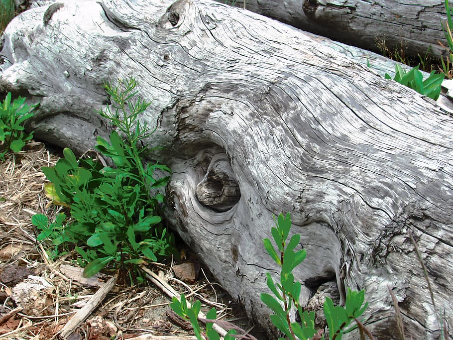driftwood, coast, tree, plant, day, growth, no people, nature HD wallpaper