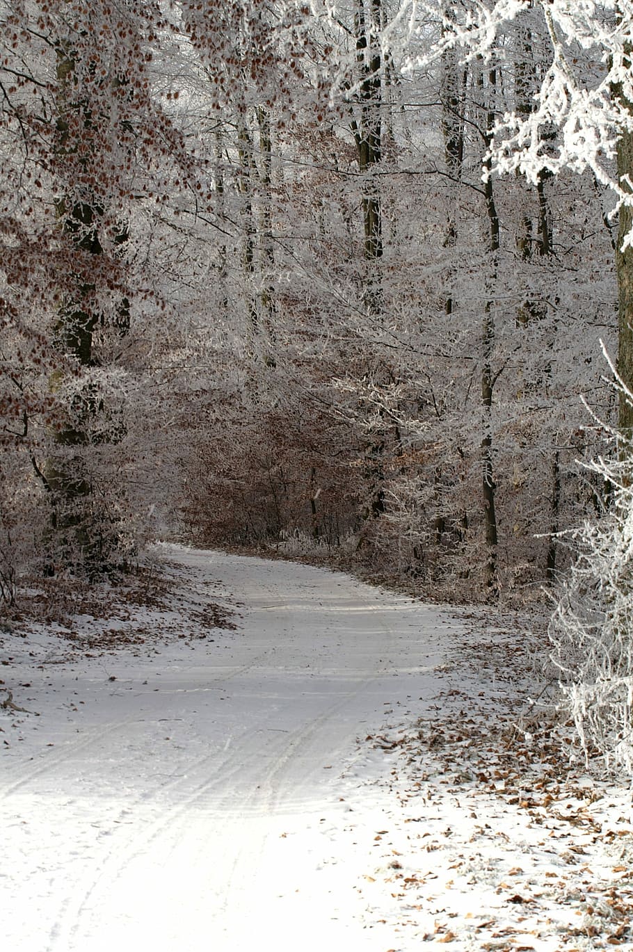 Winter, Wintry, Snowy, Path, a snowy path, landscape, cold HD wallpaper