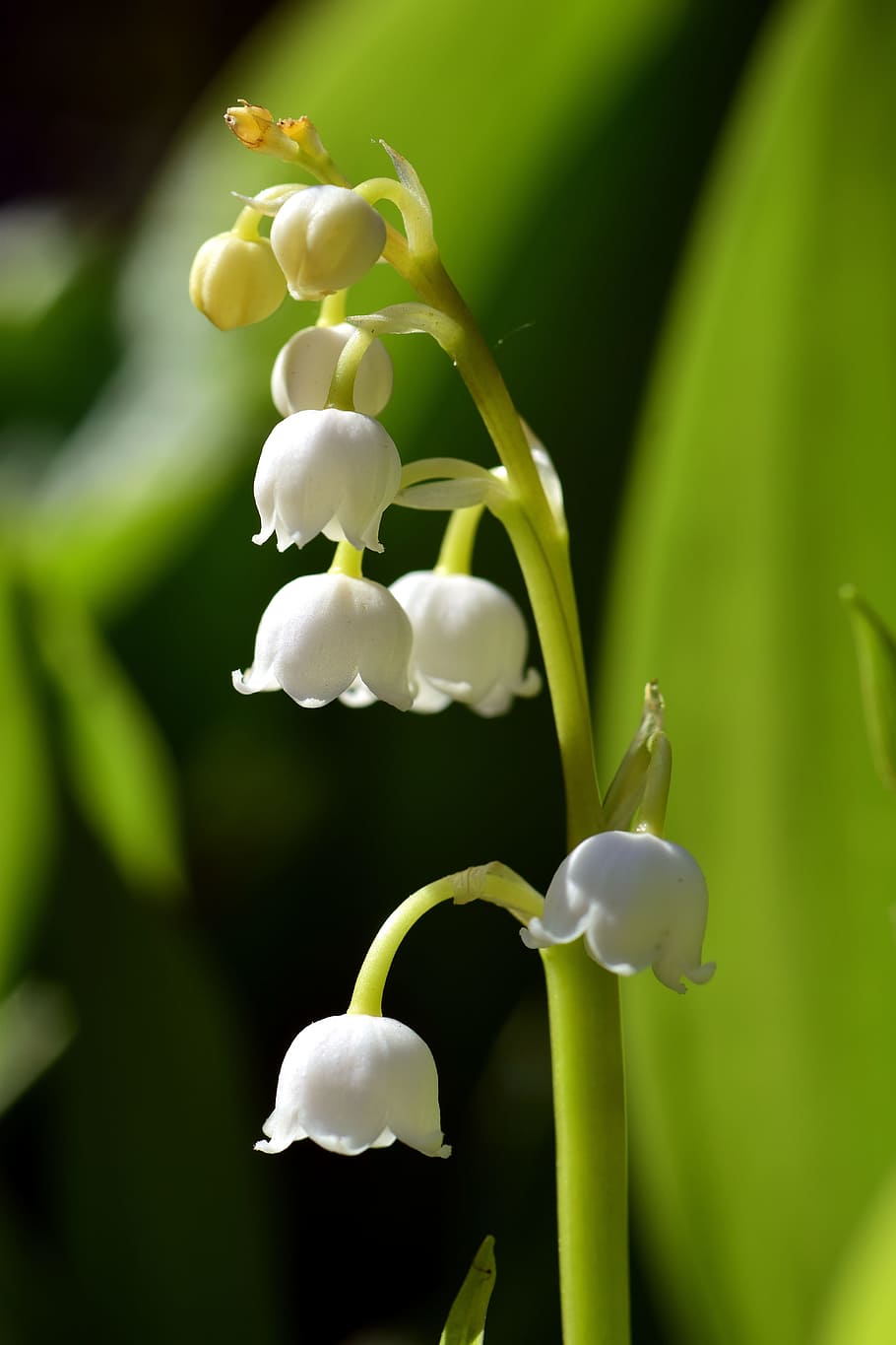 HD wallpaper: selective focus photo of white lily of the valley flowers ...