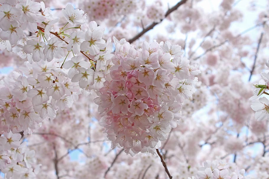 sakura cherry blossoms, spring, high park, plant, flowering plant HD wallpaper