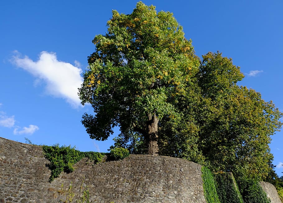 trees, deciduous trees, sky, autumn, nature, plant, growth HD wallpaper