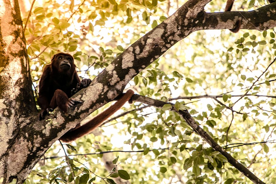 MONKEY, brown primate on tree, ape, animal, branch, plant, animals in the wild HD wallpaper
